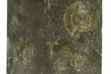 Fossil Ammonite Cluster - Posidonia Shale, Germany #301403-1